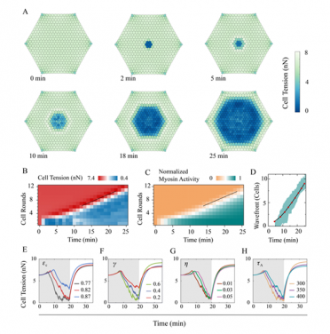 Figure 2. Propagation of a plastic contraction wave within the tissue. (A) Evolution of the average junction tension in each cell. During simulations, the central two-round of cells (i.e., 7 cells at the center) are illuminated and thus activated at t=0 . (B, C) Quantitative heatmaps of junction tension (B) and myosin activity (C) during the propagation of the plastic contraction wave shown in (A). The solid black line indicates that such a wave propagates at a speed of ~1 round of cells per 2 minutes. (D) Simulated (red points) and experimentally observed (green belts) locations of the plastic wavefront, where the normalised myosin activity becomes higher than 0.2 . (E-H) Propagation of the plastic contraction wave is affected by different physical parameters, including the critical activation strain (E), contraction amplitude (F), viscoelasticity ((G), unit: N∙s∙m-1 ), and reaction time ((H), unit: s ).

 
